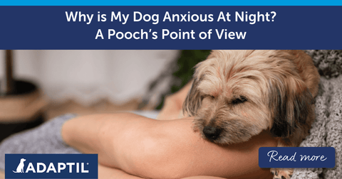 Why is My Dog Anxious At Night? A Pooch's Point of View