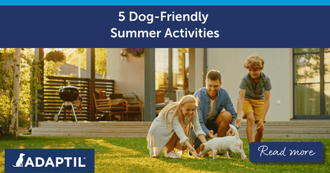 5 Dog-Friendly Summer Activities