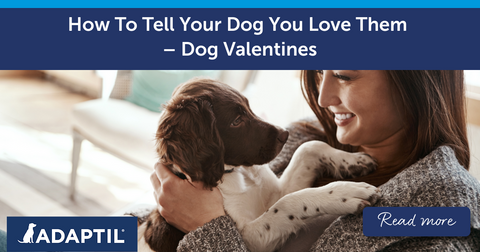 How To Tell Your Dog You Love Them – Dog Valentines
