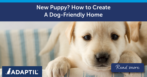 New Puppy? How To Create A Dog-Friendly Home
