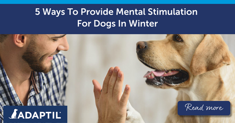5 Ways To Provide Mental Stimulation For Dogs In Winter