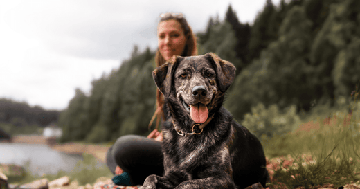 4 Most Inspiring Dog Stories