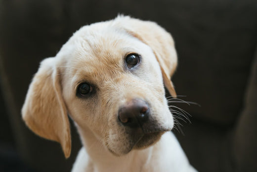 Why do dogs tilt their head when we speak to them?