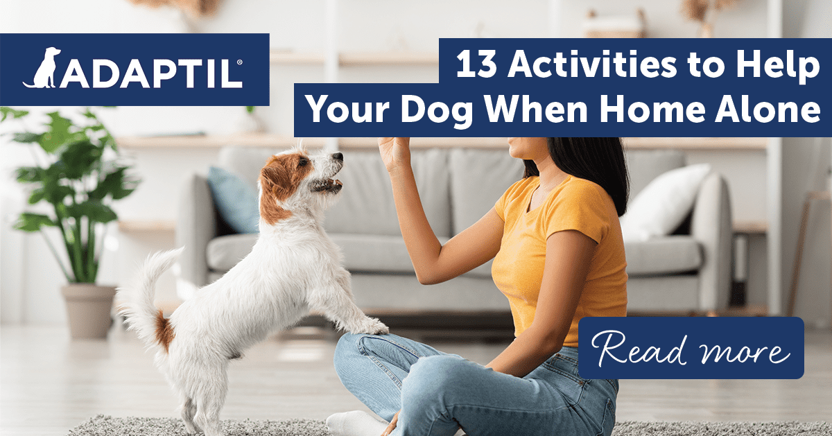 7 Fun Tips to keep your dog from being bored when home alone