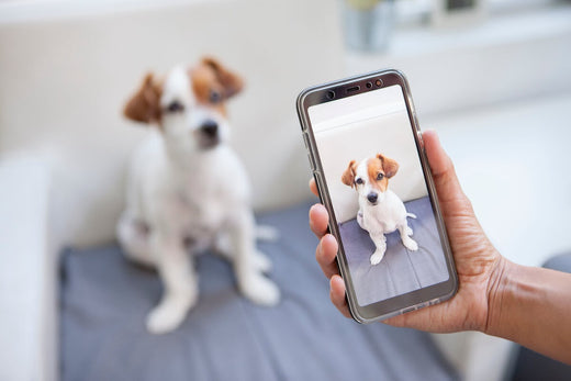 Tips to Take Great Pictures With Your Dog!