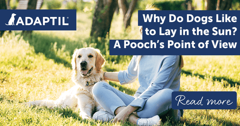 Why Do Dogs Like to Lay in the Sun? A Pooch's Point of View