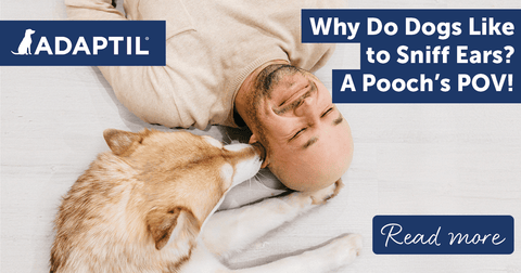 Why Do Dogs Like to Sniff Ears? A Pooch's POV!