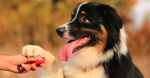 Adopting an Adult Pooch? 10 Tips to Train an Older Dog