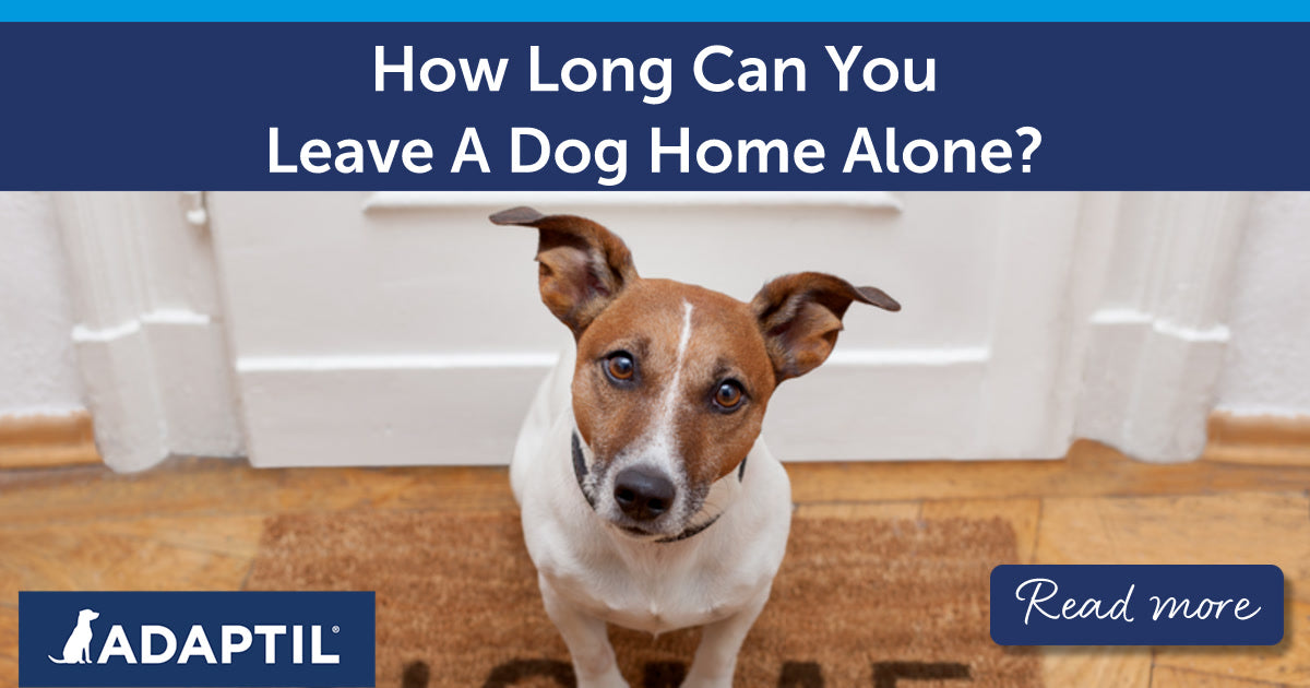 How Long Can You Leave A Dog Home Alone?