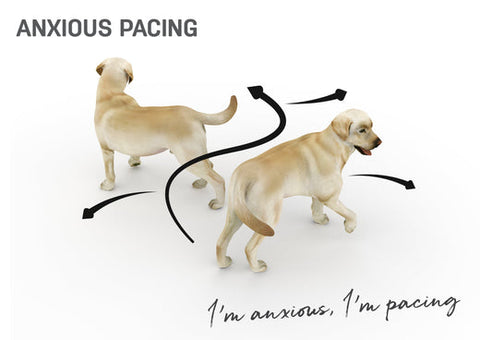 What to do if you think your dog has anxiety