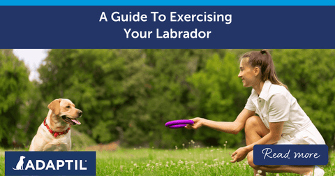 A Guide To Exercising Your Labrador