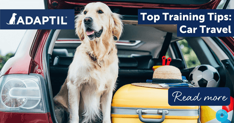 Top Training Tips: Car Travel