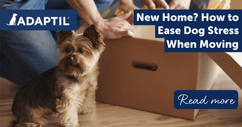 New Home? How to Ease Dog Stress When Moving