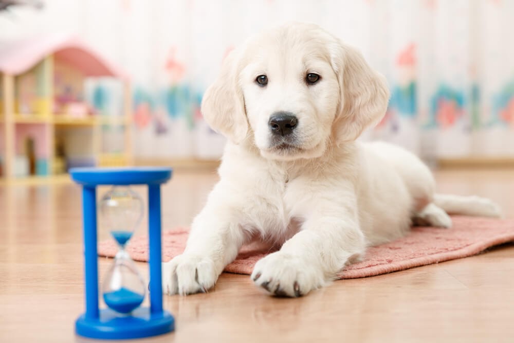 Best Toys for Pets Home Alone