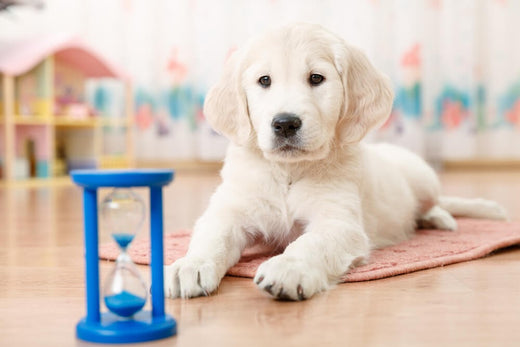When Can I Start Leaving My Dog Home Alone?