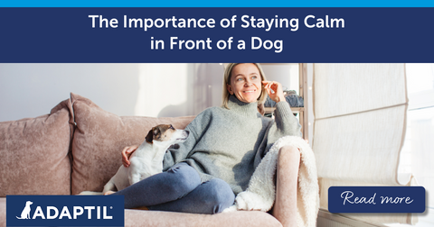 The Importance of Staying Calm in Front of a Dog