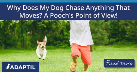 Why Does My Dog Chase Anything That Moves? A Pooch's Point of View!