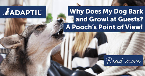 Why Does My Dog Bark and Growl at Guests? A Pooch's Point of View!