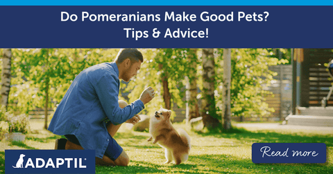 Do Pomeranians Make Good Pets? Tips and Advice!