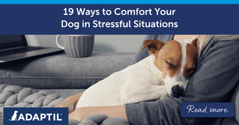 19 Ways to Comfort Your Dog in Stressful Situations