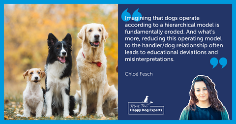Is Hierarchy in Dogs a Myth? A Happy Dog Expert Explains