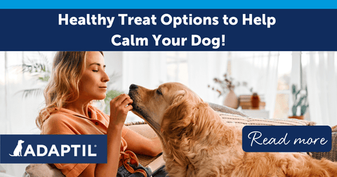Lady on a sofa feeding a treat to a Golden Retriever.