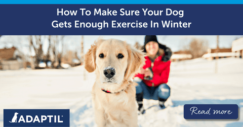 How To Make Sure Your Dog Gets Enough Exercise In Winter