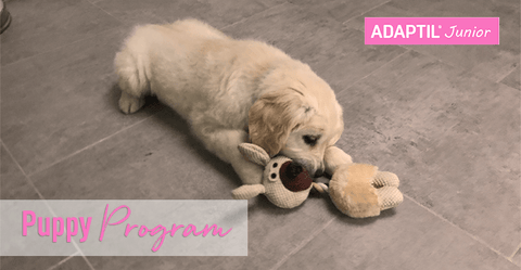 How Can I Help My Teething Puppy?