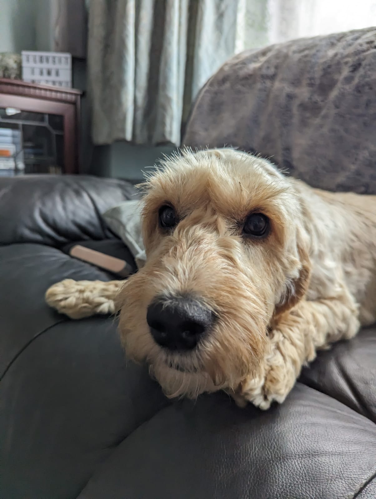 Sandy is scared of everything
