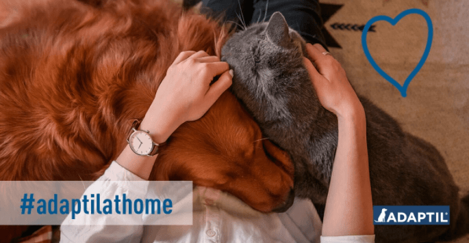 Coronavirus: 5 essential tips for dog parents
