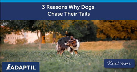 Border Collie dog reaching for their tail in a field.