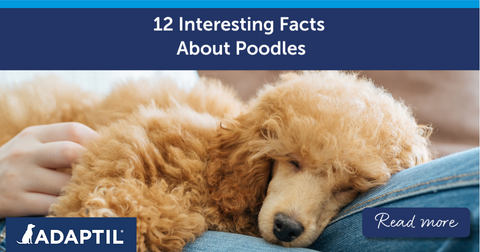 Poodle sleeping on their human’s lap.