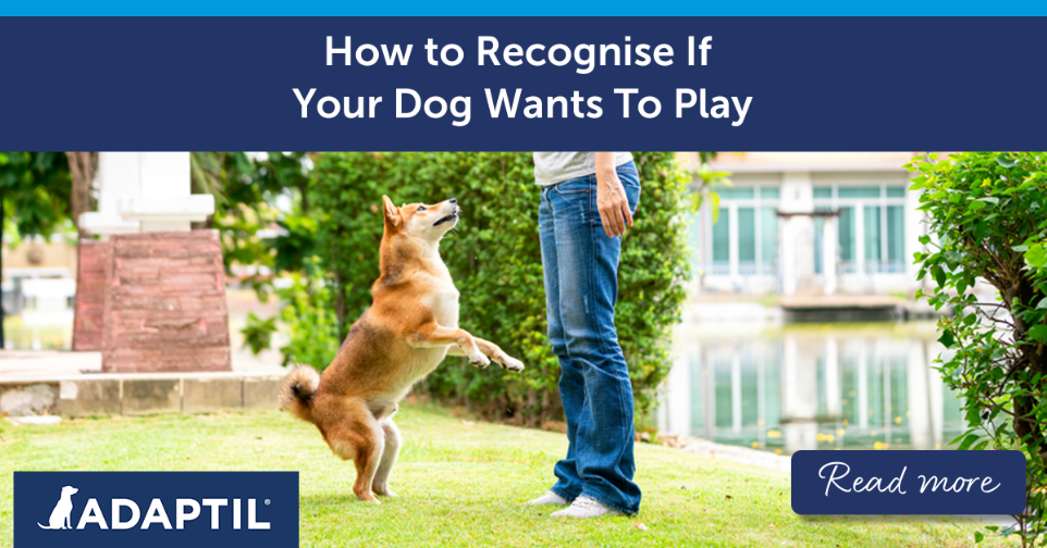 Shiba Inu dog playing with their human outdoors.
