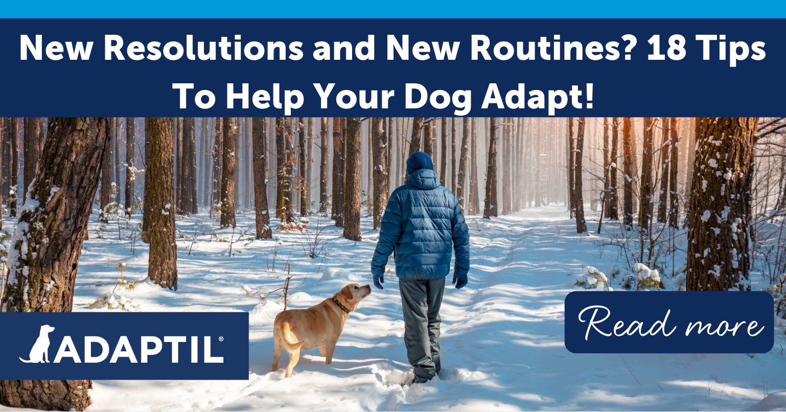 New Resolutions and New Routines? 18 Tips to Help Your Dog Adapt!
