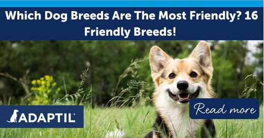 Which Dog Breeds are the Most Friendly? 16 Friendly Breeds!