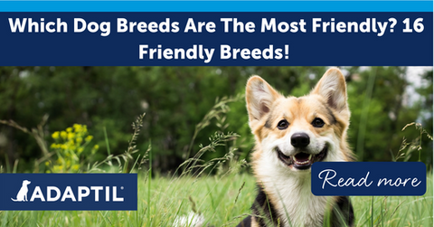 Which Dog Breeds are the Most Friendly? 16 Friendly Breeds!