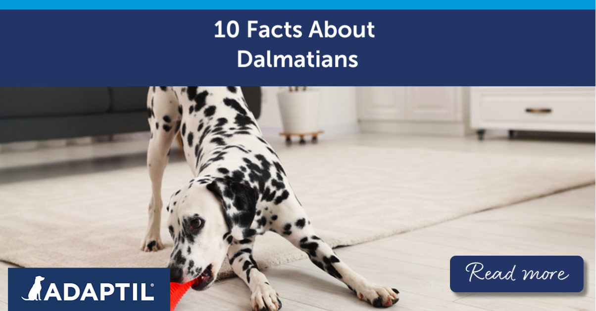 Dalmatian playing inside with red chew toy.