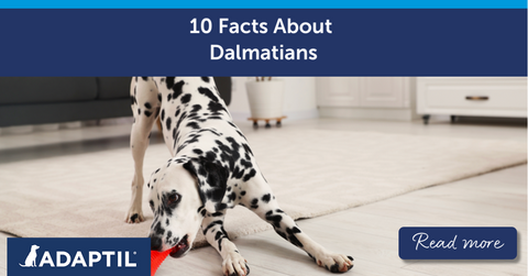 Dalmatian playing inside with red chew toy.