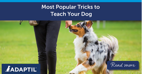 Training an Australian Shepherd dog outdoors.