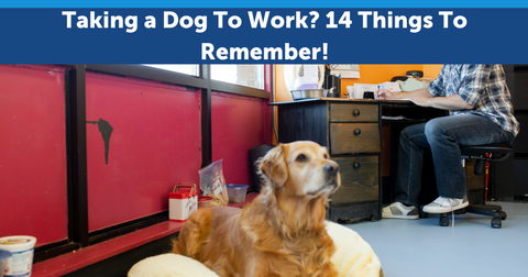 Taking a Dog To Work? 14 Things To Remember!