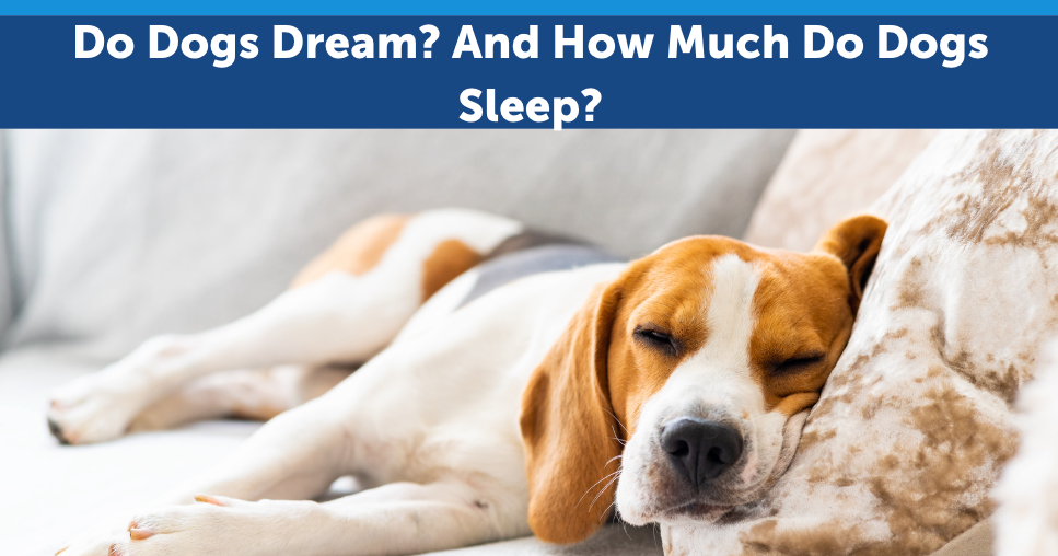 Do Dogs Dream? And How Much Do Dogs Sleep?