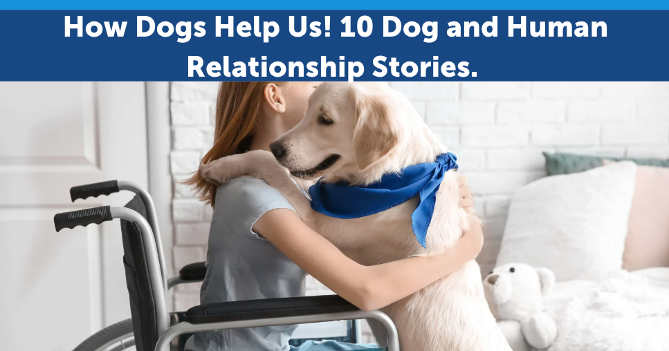 How Dogs Help Us! 10 Dog and Human Relationship Stories