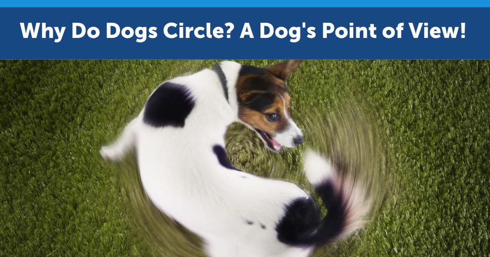 Why Do Dogs Circle? A Dog's Point of View!