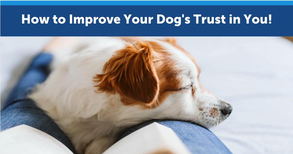 How to Improve Your Dog's Trust in You