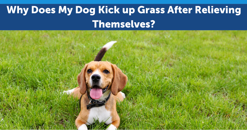 Why Does My Dog Kick up Grass After Relieving Themselves?