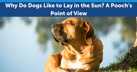 Why Do Dogs Like to Lay in the Sun? A Pooch's Point of View
