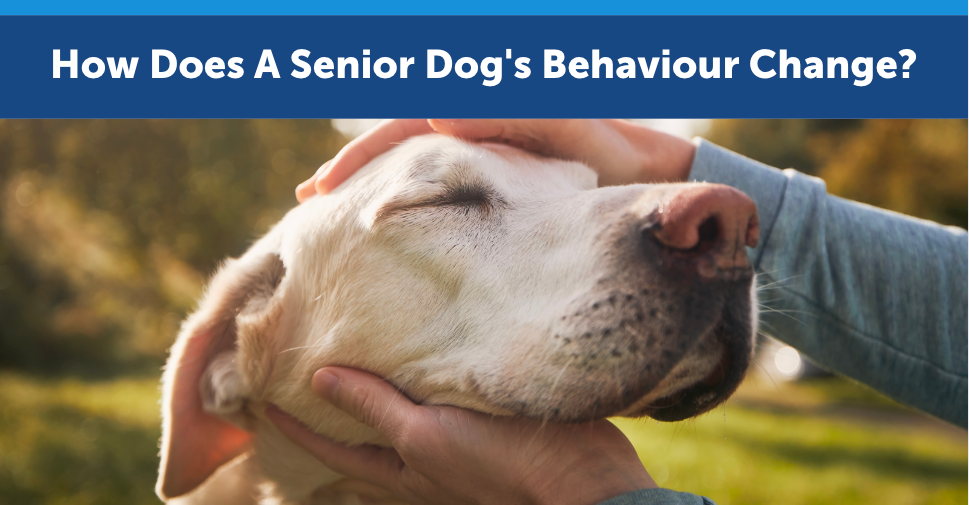 How Does A Senior Dog's Behaviour Change?