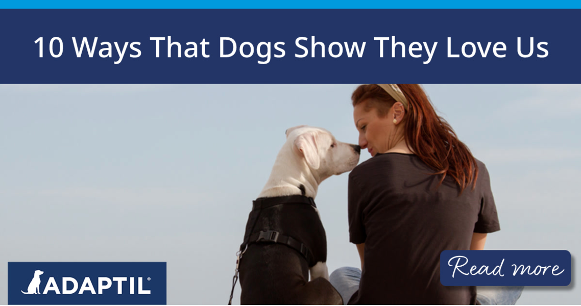 Woman and dog sitting on a beach with noses touching.