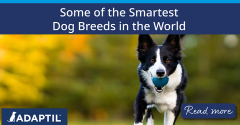 Black and white border collie playing outside.
