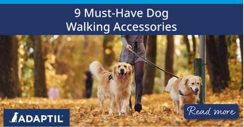 Young woman walking two Golden Retrievers through a park.